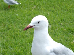 Quack-quack for Carla