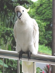 Our Balcony Cockatoo