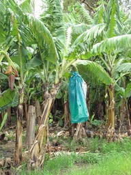 Pre-packaged bananas