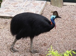 Cassowary, Mission Beach