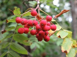 Rowan, Hanmer Forest