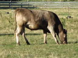De la bonne viande, Boucherie Macardier