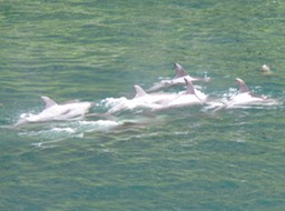 Dolphins, Milford Sound