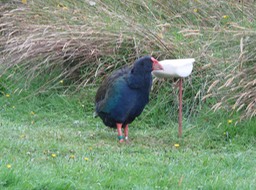 Takahe, flightless bird once thought to be extinct