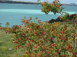 Lake Pukaki