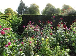 Botanical Gardens, Christchurch. Dahlias