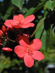 Rose Flower, Jardin, Vanira Lodge