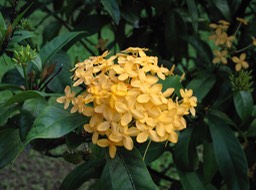 Ixora, Jardin, Vanira Lodge