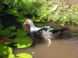 Coin-coin pour Carla
