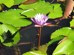 Nénuphars, Vanira Lodge