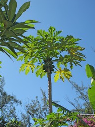 Arbre à Papaye