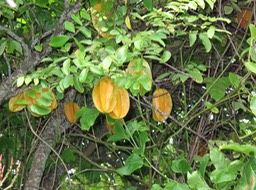 Rarotonga star fruit