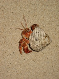 Hermit Crab