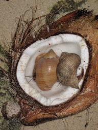 Hermit Crabs eating coconut