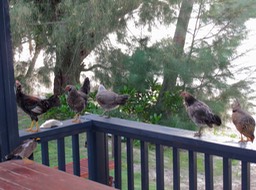 View from our verandah