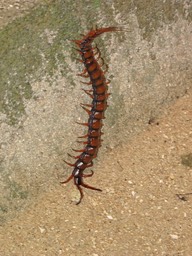 Poisonous Centipede