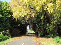 Drive-through Banyan Tree