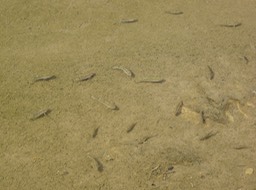 Pupfish in Salt Creek