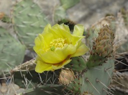 Death Valley Cactus