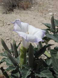 Desert Datura