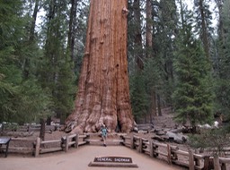 General Sherman Tree