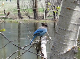 Stellar's Jay