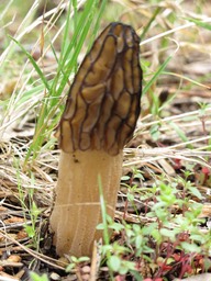 Ahwahnee Hotel Morilles