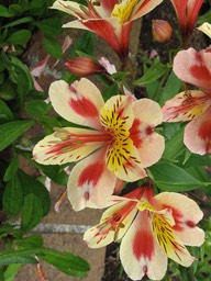 Lillies in Carmel-by-the-Sea