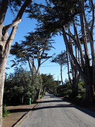 Cypresses in Carmel-by-the-Sea